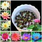Amazon Brand All Season Lotus Flower Hybrid Japanese Seeds for planting | Pack of 25 | 100% IMPORTED | 95% Germination Rate | Dwarf Rainbow Lotus | Kamal Gatta Beej | Exotic Variety