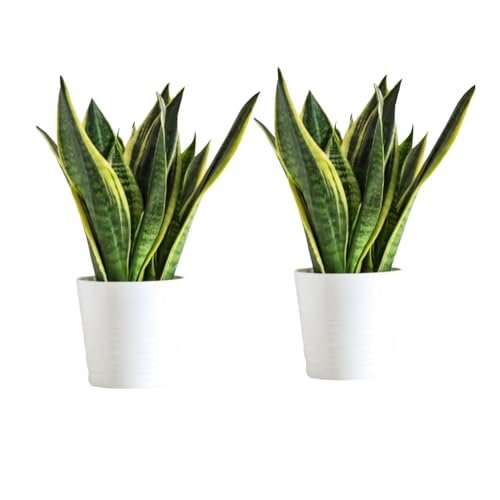 GOOD HOMES INDIA Snake Plant Pack of 2 | Snake Plant indoor Live Plant | Snake Plant With Pot | Good Luck Snake Plant | indoor Pants Pots | Desi Gardener Snake Plant | Good Luck Snake Plant