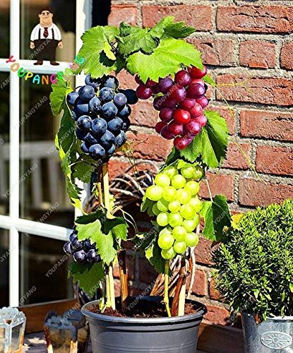 50 Pcs/Bag Grape Miniature Grape Vine Organic Fruit Succulent Seeds Sweet Food Easy to Grow Seed for Gard : Red